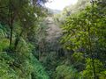 Das Ökosystem Wald und seine Funktion als Kohlenstoffspeicher